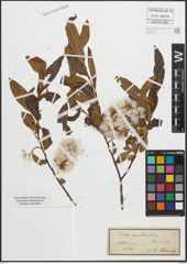 Foto von Salix pentandra L.